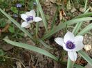tulipa Alba Coerulea
