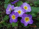 seedling