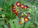 seedling