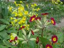 seedling si primula veris