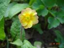 seedling