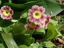 primula pubescens