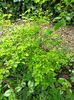 Spirea