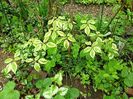 Cornus controversa variegata