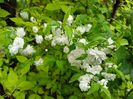 Prunus glandulosa Alba Plena