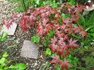 Atropurpureum