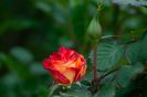 _DSC0490