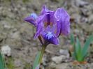 iris suavolens