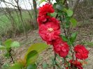 chaenomeles Scarlet Storm