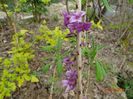 daphne mezereum Rubra