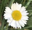 Bellis perennis (2020, April 08)