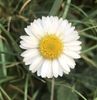 Bellis perennis (2020, April 12)