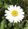 Bellis perennis (2020, April 13)