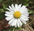 Bellis perennis (2020, April 17)