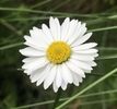 Bellis perennis (2020, April 17)