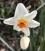 Narcissus Geranium (2020, March 20)