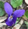 Sweet Violet (2020, March 08)