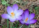 Crocus chrysanthus  (2020, March 03)