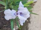 Flower Blue
