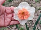 47_Precocious_g_flori foarte mari