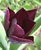 Tulipa Havran (2020, April 13)