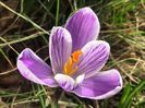 Crocus Pickwick (2020, March 07)