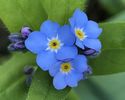 Myosotis alpestris (2020, April 03)