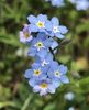 Myosotis alpestris (2020, April 17)