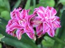 Hyacinth Eros (April 19)