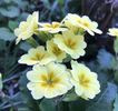 Yellow Primrose (2020, April 10)