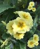 Yellow Primrose (2020, April 13)