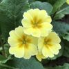 Yellow Primrose (2020, April 17)