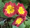 Red Primrose (2020, April 17)