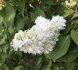 White Lilac (2020, April 19)