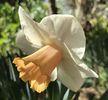 Narcissus Salome (2020, April 03)