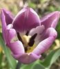 Tulipa Synaeda Blue (2020, April 13)