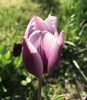 Tulipa Synaeda Blue (2020, April 19)