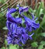 Hyacinth Isabelle (2020, March 30)