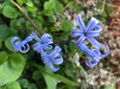 Hyacinth multiflora Blue (20120 April 03)