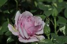 _DSC0505