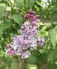 Lilac (2020, April 17)