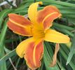 Daylily Frans Hals (2020, Aug.13)
