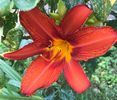 Red Daylily (2020, July 08)