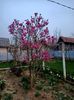 Img.2024.03.31-magnolia
