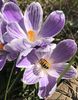 Crocus Pickwick (2021, March 26)