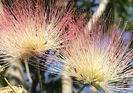 Albizia julibrissin_Silk Tree (2020, Jul.07)