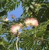 Albizia julibrissin_Silk Tree (2020, Jul.07)