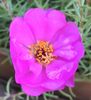 Portulaca grandiflora (2020, Aug.05)