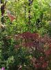 Hubbs Red Willow