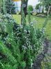 Rosmarinus officinalis